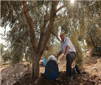مزارعو الزيتون الفلسطينيون يواجهون تحدي تغير المناخ