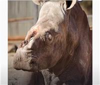 «اقتلعوا قرنه وتركوه ينزف».. وحيد قرن يبكي بسبب الصيادين بجنوب أفريقيا