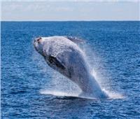 دراسة: الحوت الأزرق يأكل 16 طنا في اليوم