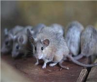 «رائحة الأمونيا».. دليل على وجود فأر في المطبخ