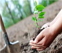  بدء حملة للتشجير بمركز دار السلام  بسوهاج وزراعة 250 شجرة 