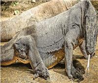 نوع نادر من الزواحف يواجه خطر الانقراض