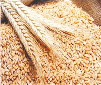 «الزراعة»: تحديد سعر القمح بناء على التكاليف وهامش الربح للمزارع