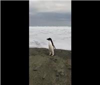 العثورعلى «بطريق» نادر في شواطئ نيوزيلندا | فيديو