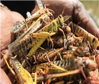 «الجراد» أحدث الحشرات المنضمة لمائدة الطعام بعد موافقة الاتحاد الأوروبي