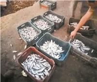 استقرار أسعار الأسماك في سوق العبور الأربعاء17 نوفمبر