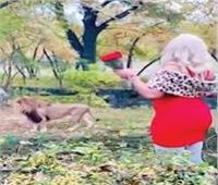 سيدة أمريكية تقتحم عرين أسد لإلقاء الورد عليه |فيديو
