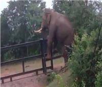 هروب فيل من فوق سياج حديدي بعد تسلقه برشاقة | فيديو