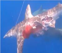 سمكة قرش «زومبي» تبحث عن فريستها رغم إصابتها القاتلة| فيديو