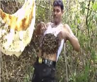 «ملك النحل»  .. سوك محمد دلال | فيديو
