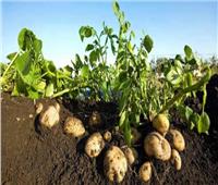 إنتاج نوع جديد من البطاطس لمواجهة تغير المناخ