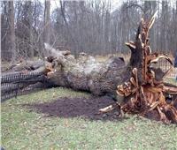 تعود للقرن الـ18.. إعصار يقتلع شجرة بلوط من جذورها في روسيا  