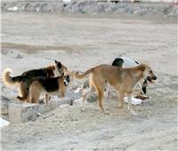 استغاثة عاجلة لسكان منطقة سموحة من ظاهرة انتشار الكلاب الضالة