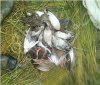 انطلاق موسم صيد البط في برك الشرقية 