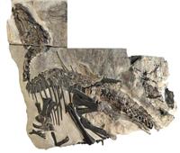اكتشاف بقايا 11 ديناصورًا لأول مرة في إيطاليا