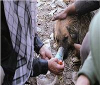 كلاب ضالة تتعاطى مخدر الهيروين في أفغانستان