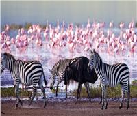 بحيرة ناكورو الكينية.. موطن 13 نوعًا من الطيور المهددة بالإنقراض      