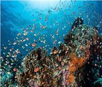 الشعاب المرجانية..اذهلت العلماء بتسجيل أغنيات الأسماك لأول مرة في إندونيسيا