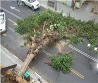 إصابة 5 أشخاص وتهشم 3 «تكاتك» بسبب سقوط شجرة ضخمة في الغربية 