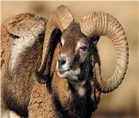 «نطحة» خروف تتسبب في مصرع راعي أغنام هندي بالكويت  