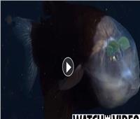 البرميل.. سمكة «فضائية» برأس شفافة تعيش في أعماق البحار| صور  