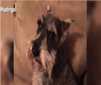 بعد عامين من البحث ..عائلة أمريكية تعثر على كلبها المفقود |فيديو  