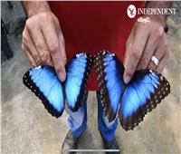 «دونالد آرس» يكرس نصف حياته لزراعة الفراشات الزرقاء في كوستاريكا