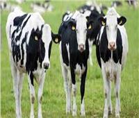 كوريا الجنوبية توقف استيراد لحوم الأبقار الكندية بسبب مرض جنون البقر