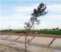 زراعة 75 شجرة ضمن مبادرة «أحلى وهي خضرة» في سوهاج
