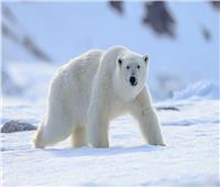 تشكل الجليد يقلل من أعداد الدببة القطبية الباحثة عن الطعام