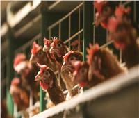 بسبب تفشي إنفلوانزا الطيور.. بلغاريا تعدم أكثر من 39 ألف دجاجة