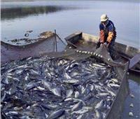 «الزراعة»: مصر الثالثة عالميًا في إنتاج الأسماك من المزارع |فيديو