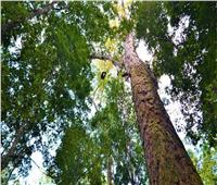 أطول الأشجار في العالم.. أشهرهم شجرة«السينتوريون ونيميناه لوجورالي ميينا»
