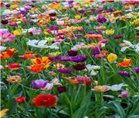 «الزراعة»: فتح باب الاشتراك في معرض زهور الربيع الـ89 السبت المقبل