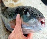 «إدارة الأغذية بالإسماعيلية»: لا تواجد لسمكة القراض السامة