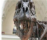 عمرها يزيد عن 200 مليون سنة.. اكتشاف آثار أقدام ديناصور | فيديو