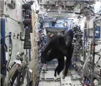 «غوريلا» تثير الذعر بمحطة الفضاء الدولية| فيديو