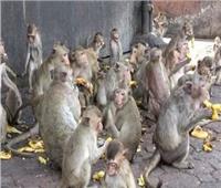 القرود تحتل مدينة كبيرة في تايلاند وتهاجم البشر  