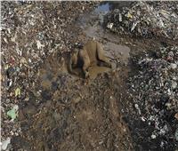 نفوق أفيال لم تجد ما تأكله سوى النفايات البلاستيكية بسريلانكا
