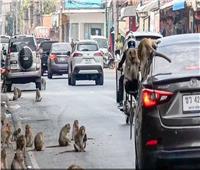 عصابات القردة تجتاح بلدة تايلاندية.. وتهدد الجميع