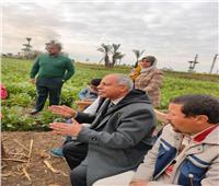 مركز البحوث الزراعية ينظم حملات إرشادية لمزارعي القمح في المنيا