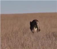 سيارة تطارد نمر من فصيلة مهددة بالانقراض في كازاخستان | فيديو