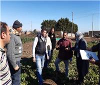 الزراعة: مدارس حقلية لزيادة إنتاجية محصول البطاطس