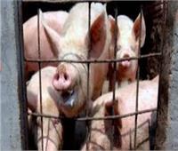 أغرب جرائم الحيوانات.. الخنازير التي تم سجنها بسبب القتل