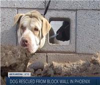 إنقاذ كلب عالق في جدار صخري |فيديو  