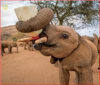 الفيل اليتيم .. اعتاد شرب الحليب المصنع لصغار البشر   