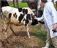 اليوم.. حملة تحصين الأبقار والماعز ضد مرض الجلد العقدي بالمنيا 