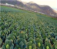 رئيس «مناخ الزراعة» يحذر: موجة الطقس البارد قد تتسبب في اختفاء محاصيل