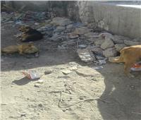 90% من الكلاب الضالة يقل انتشارها مع تقليل القمامة