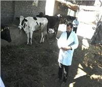 انطلاق حملة تحصين الماشية ضد «الجلد العقدي وجدري الأغنام» بالمنوفية